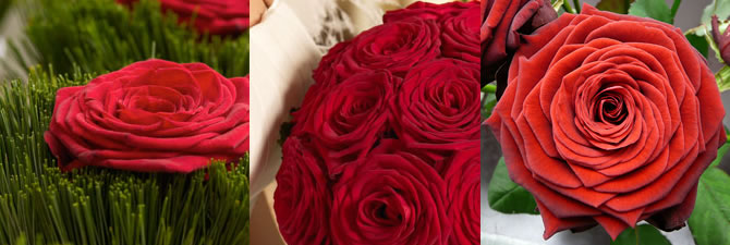 red naomi home page graphic